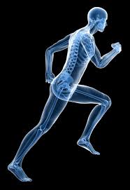 X-ray style illustration of a running figure